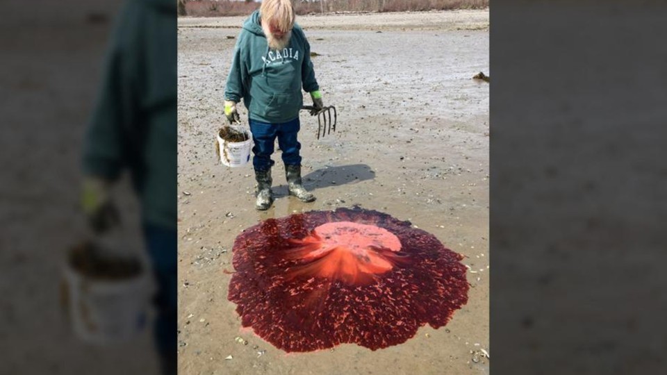 Massive bloodred jellyfish washes up on Maine shore Action News Jax