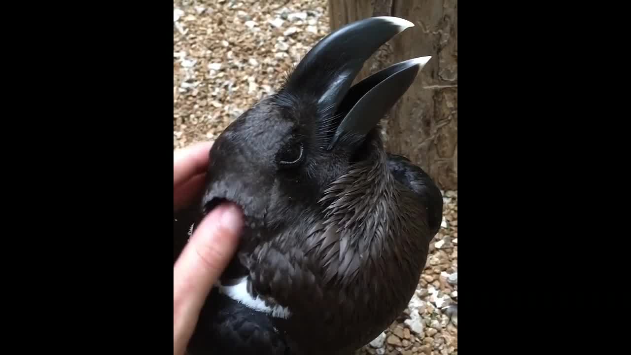 Bird or bunny? Optical illusion has internet confused – WPXI