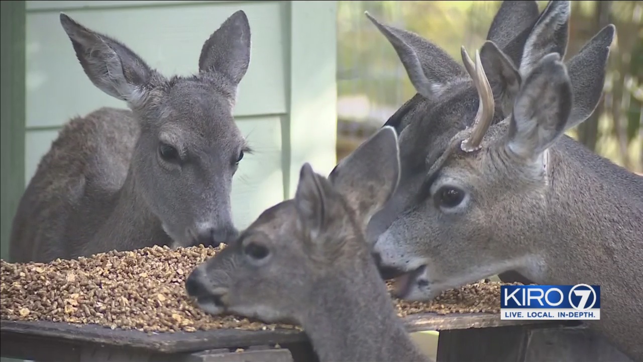Woman Feeds Deer On Her Property Wildlife Officials Say This Is