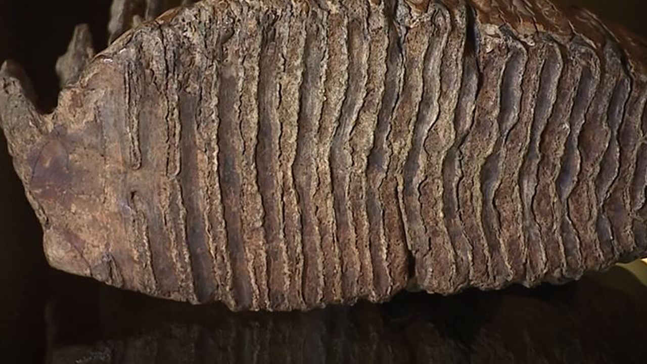 12yearold boy finds woolly mammoth tooth in Ohio creek KIRO 7 News(01)