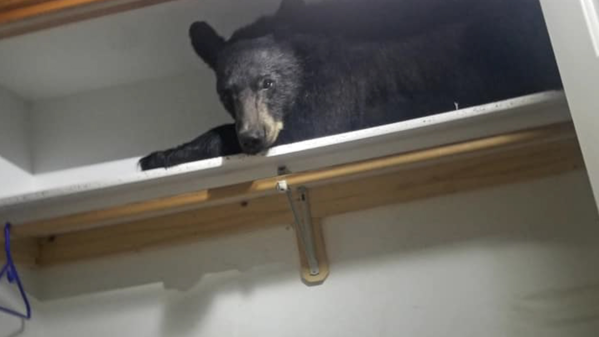 Bear breaks into house, takes nap in closet