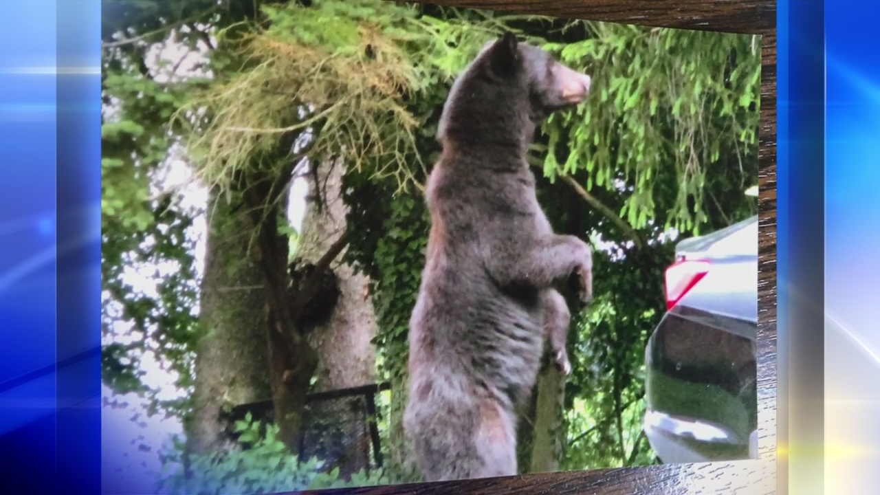 Bear seen running through yards in Washington County
