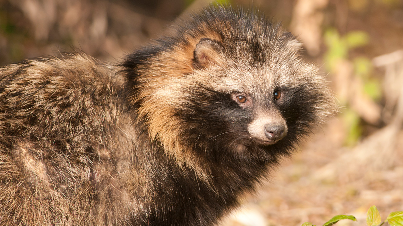 ‘Potentially dangerous,' hissing raccoon dogs captured after