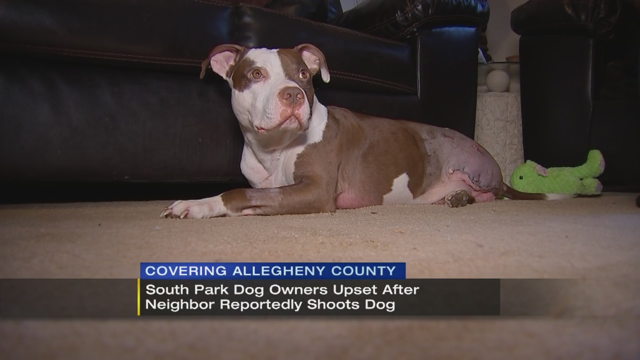 Dog's leg amputated after being shot by neighbor, owners say WPXI