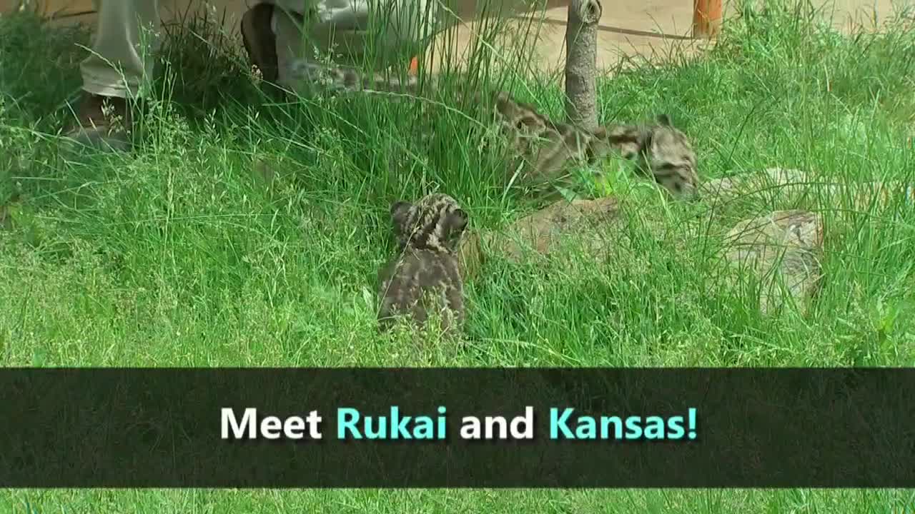Pittsburgh Zoo's clouded leopard cub makes new friend
