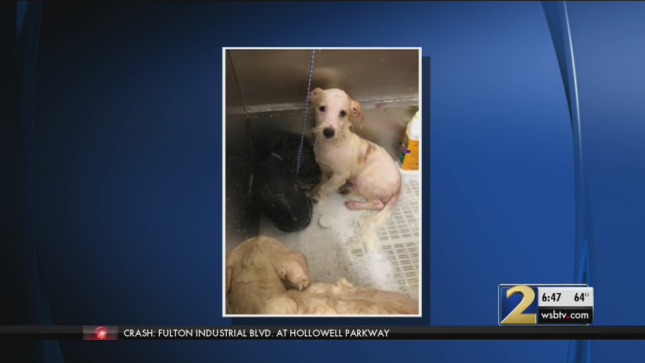 Rescue groups step in after 162 dogs found in metro Atlanta house WSB
