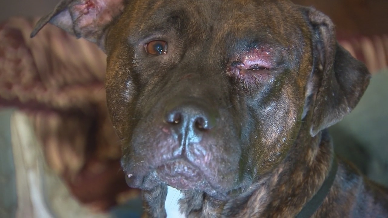 Man turns himself in after shooting 2 dogs, killing 1 WPXI