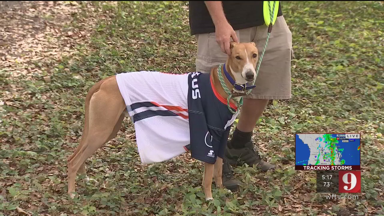 Good boy! Dog sets world record with 83yard Frisbee catch at Orlando
