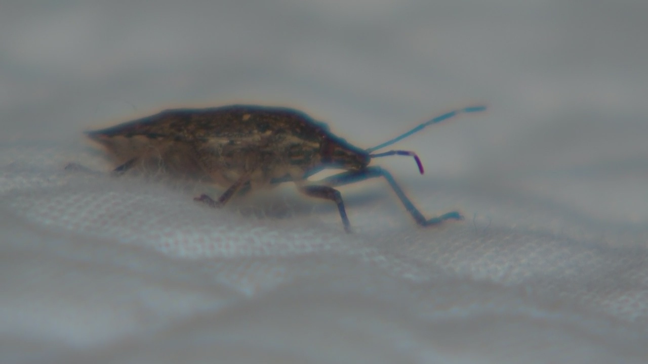 How to deal with hidden infestations of stink bugs WPXI
