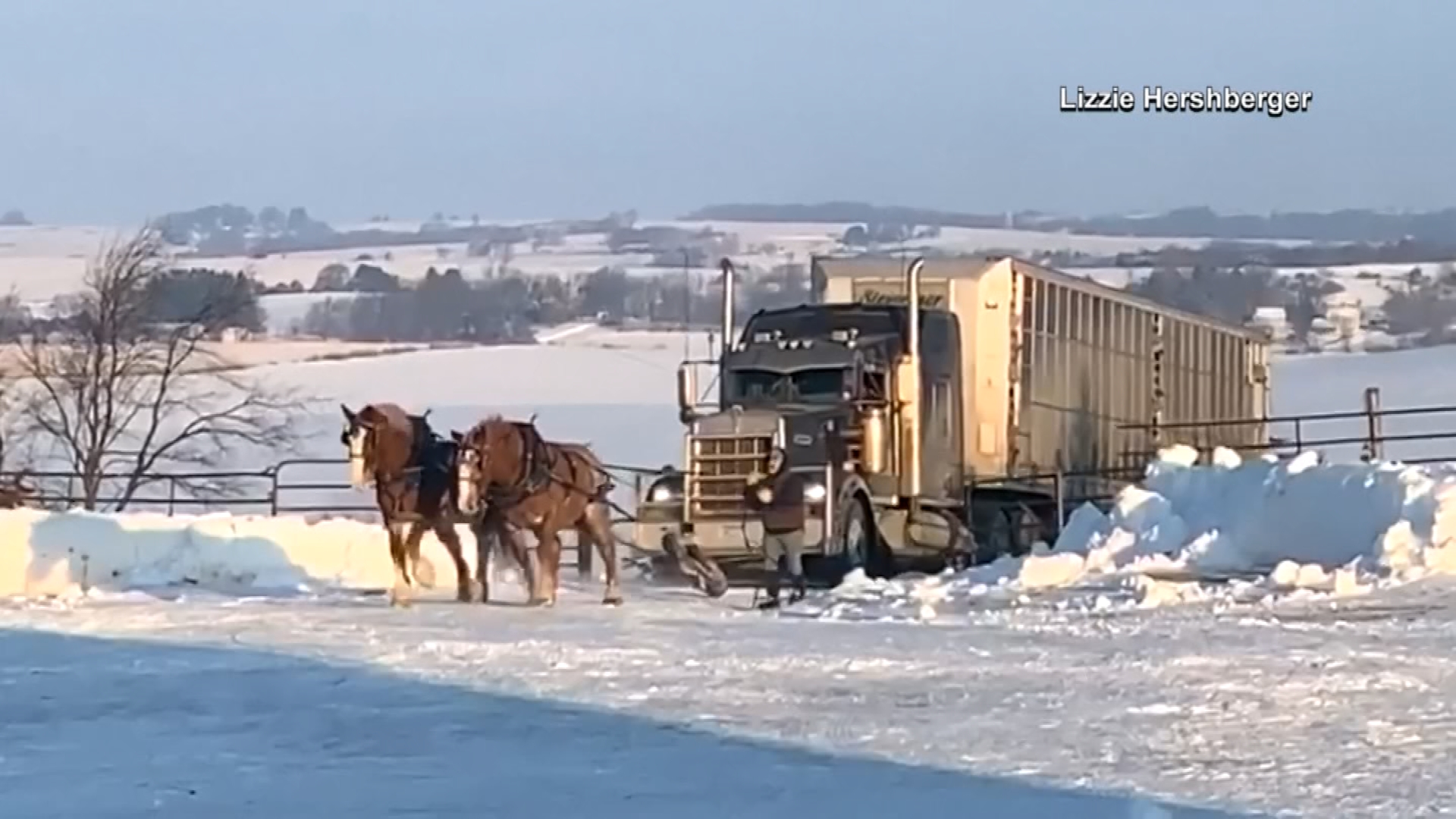 Horses pull stuck tractortrailer up snowy driveway WPXI