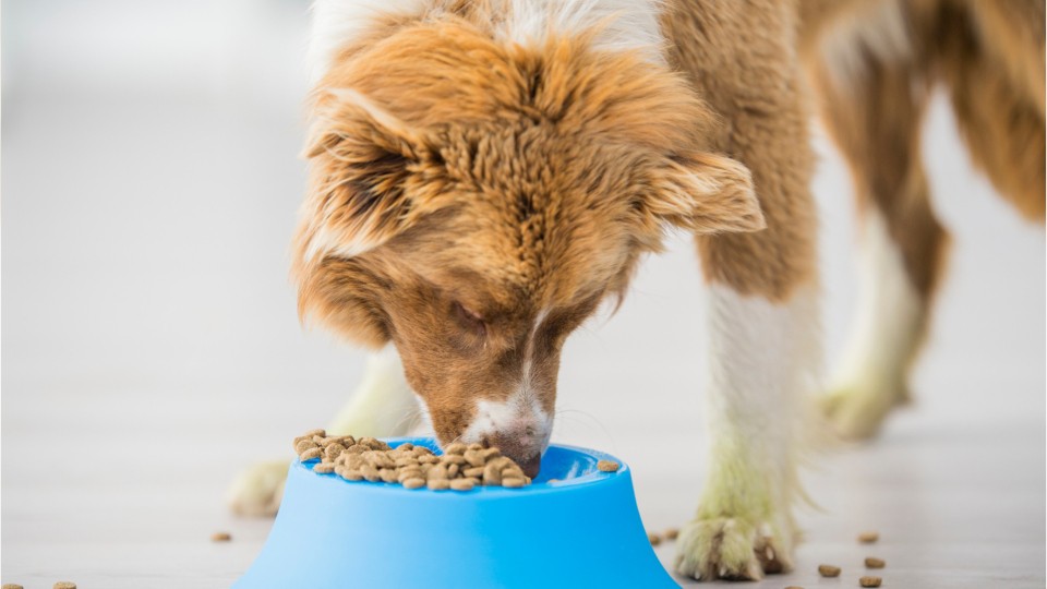 Dog food recalled for vitamin D toxicity WPXI