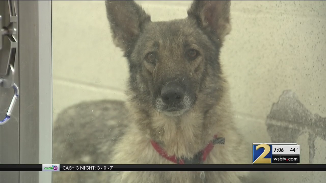 165 german shepherds rescued