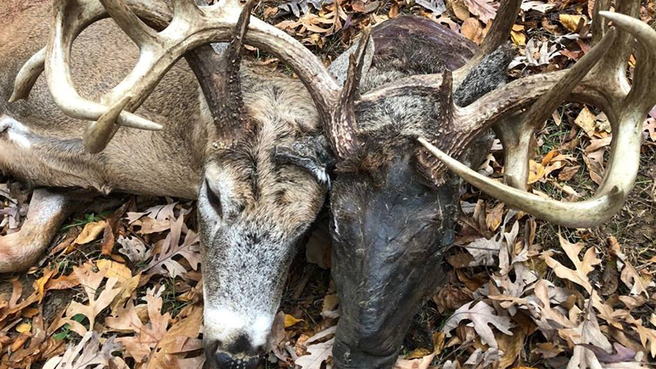 Hunter kills deer with additional head attached tangled in antlers WPXI