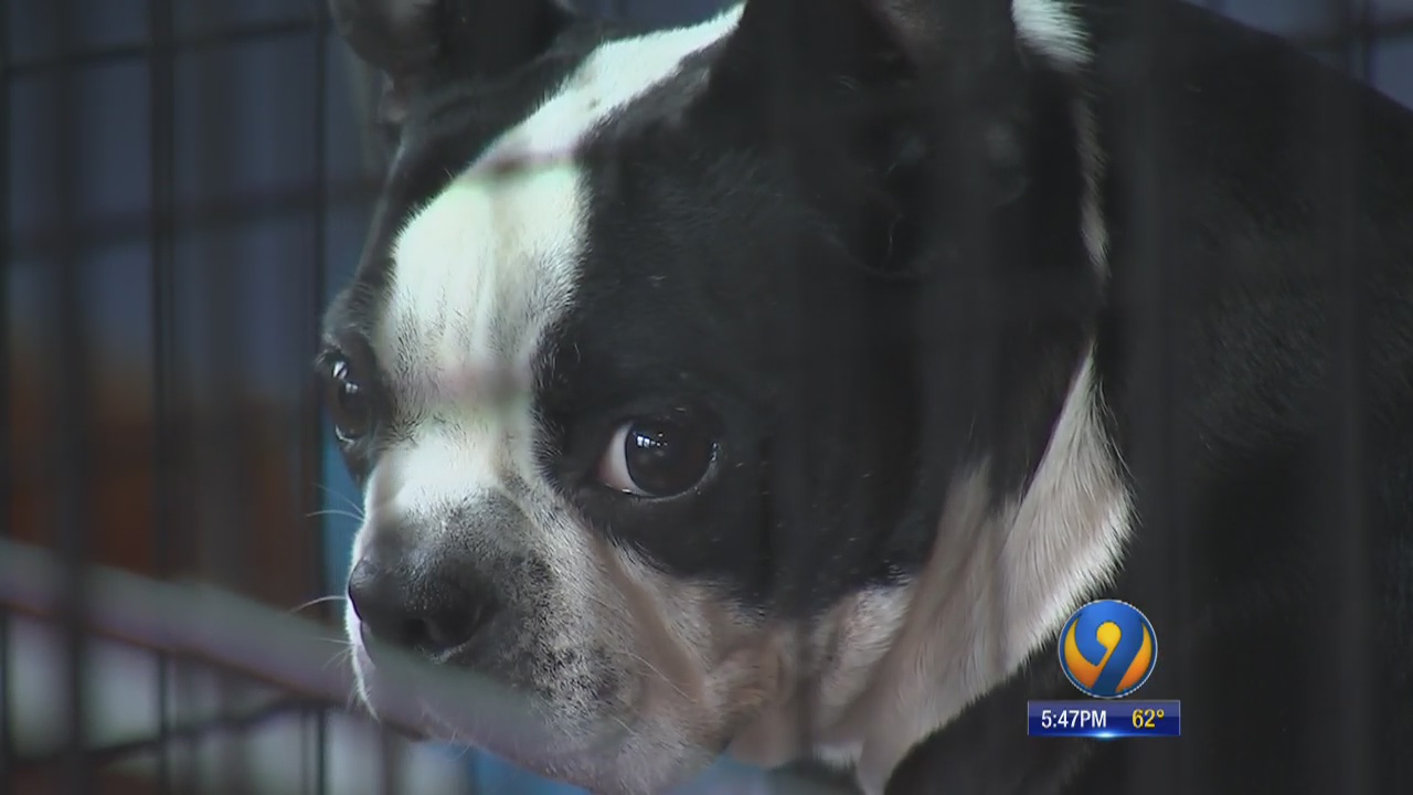 Thousands of unwanted pets from SC shelters saved by rescues in the