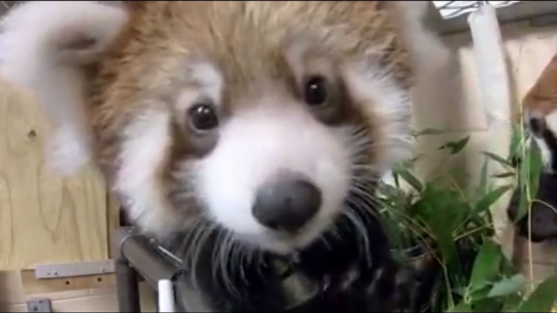 Red panda cub born at Milwaukee County Zoo WPXI