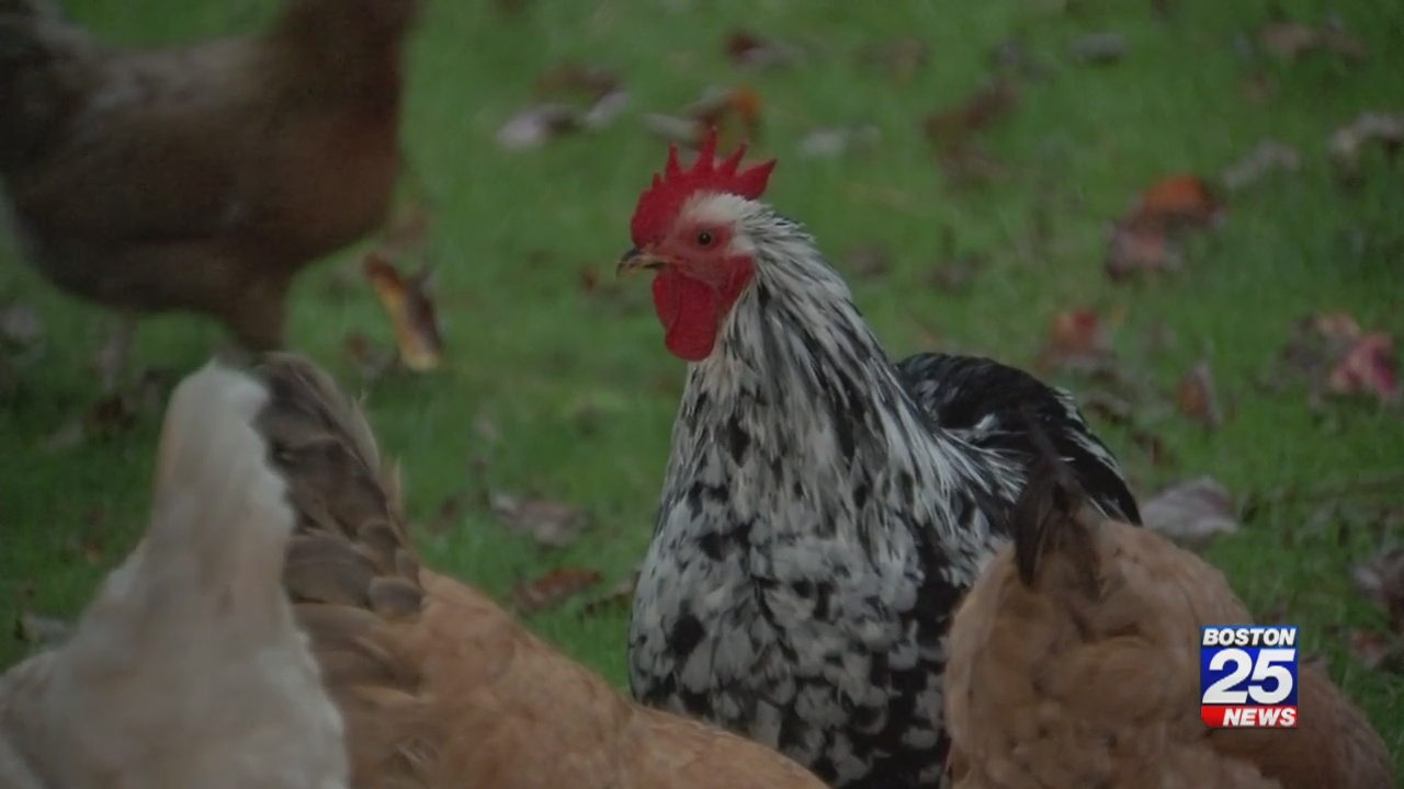 Wareham residents required to register chickens over loud noise