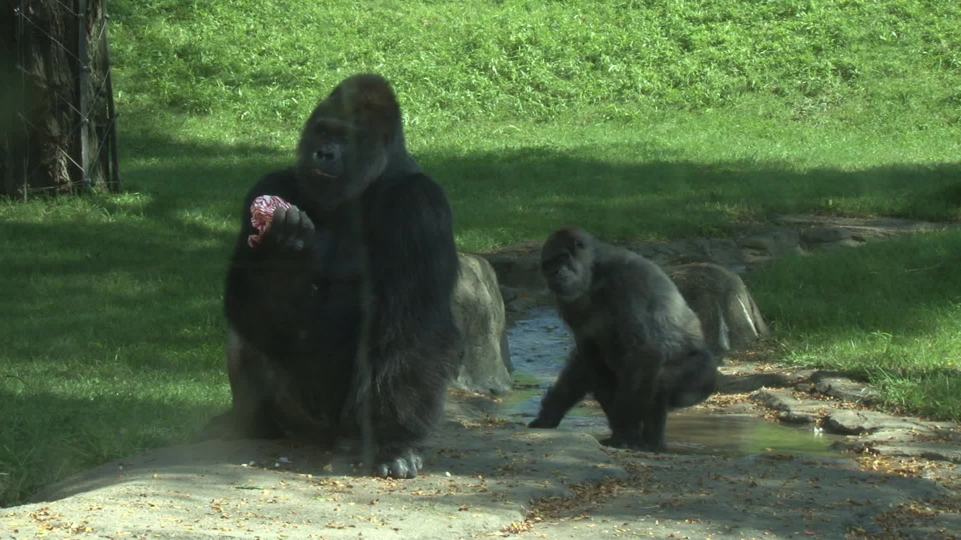 Pittsburgh Zoo to celebrate World Gorilla Day on Sunday WPXI