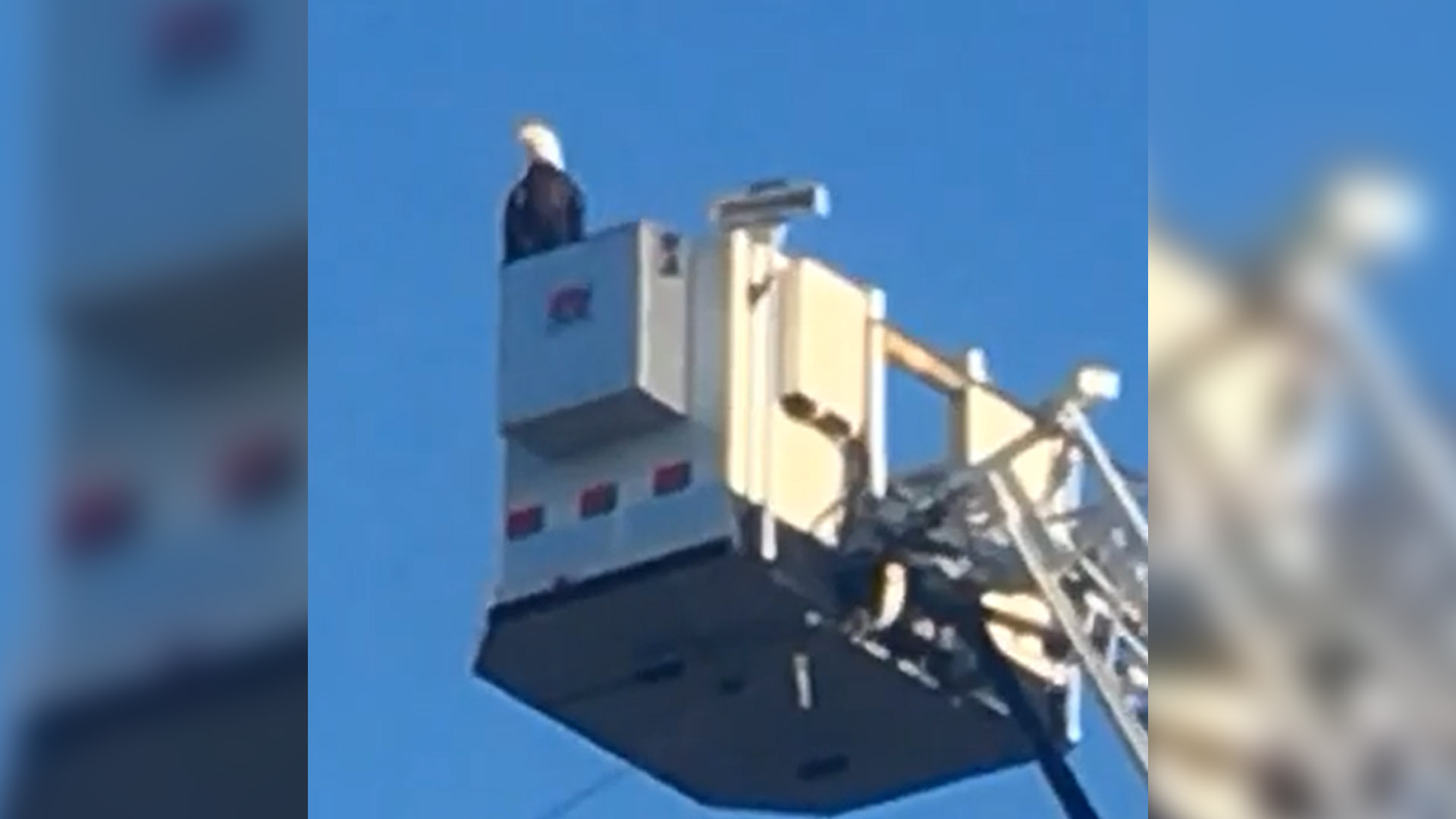 The eagle has landed, literally on top of a firetruck ladder during a 9