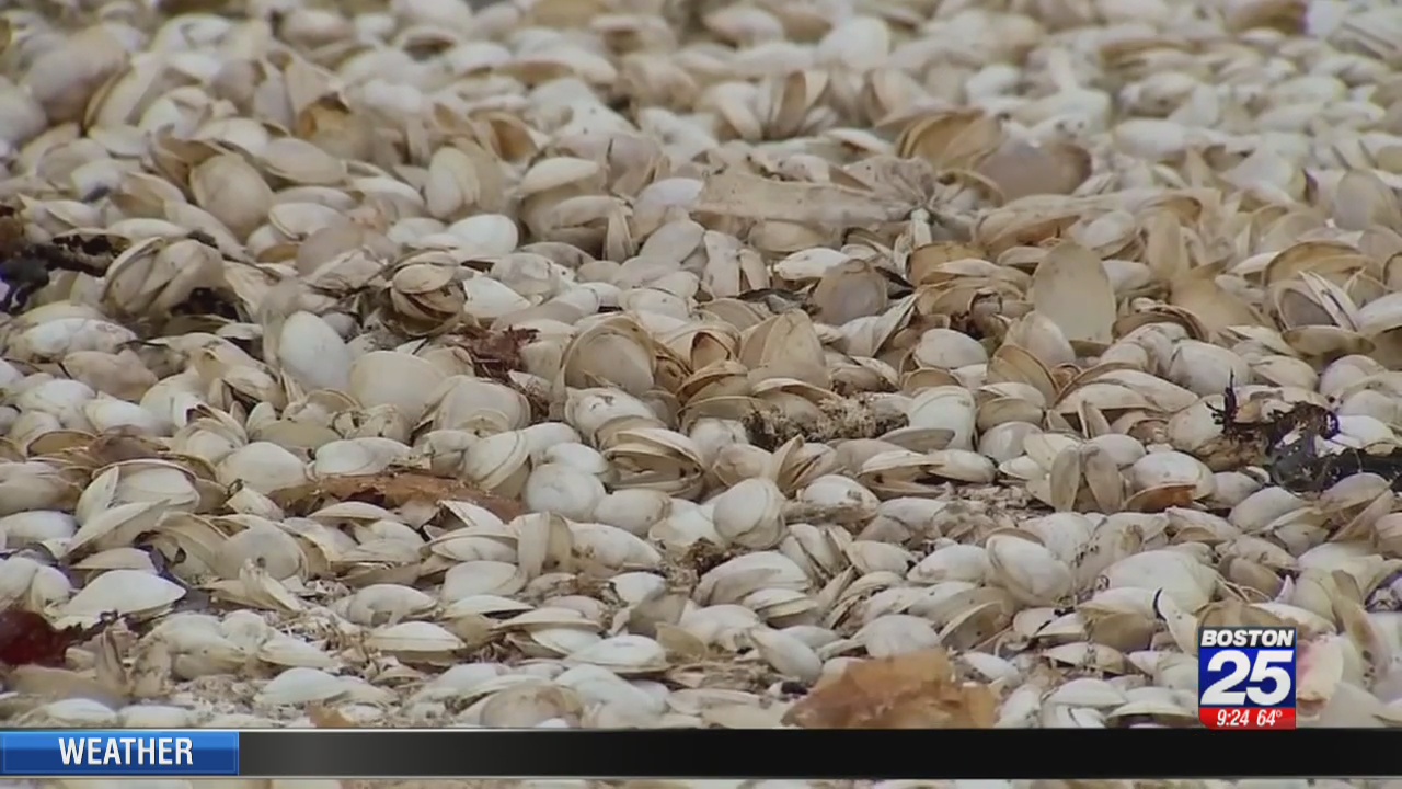 Thousands of washedup clams cause horrible smell on Revere Beach