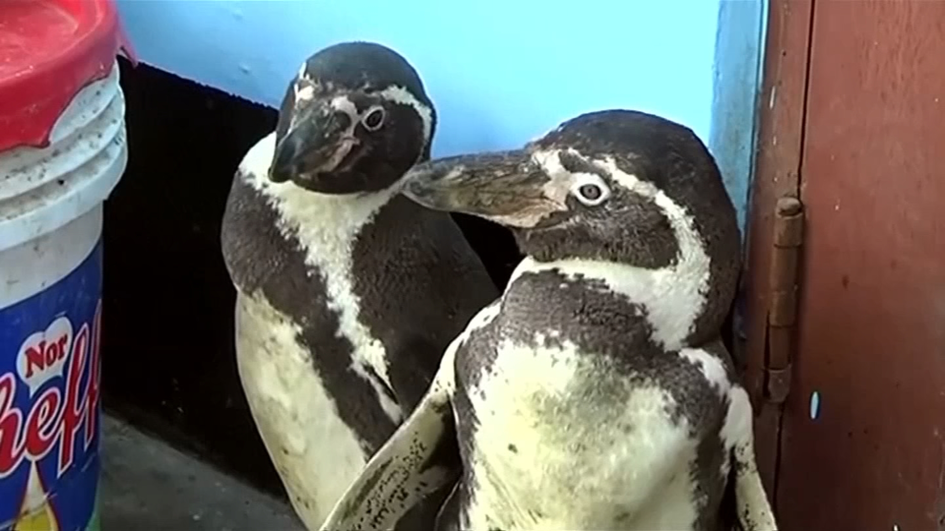Lost penguins found wandering in Peru town
