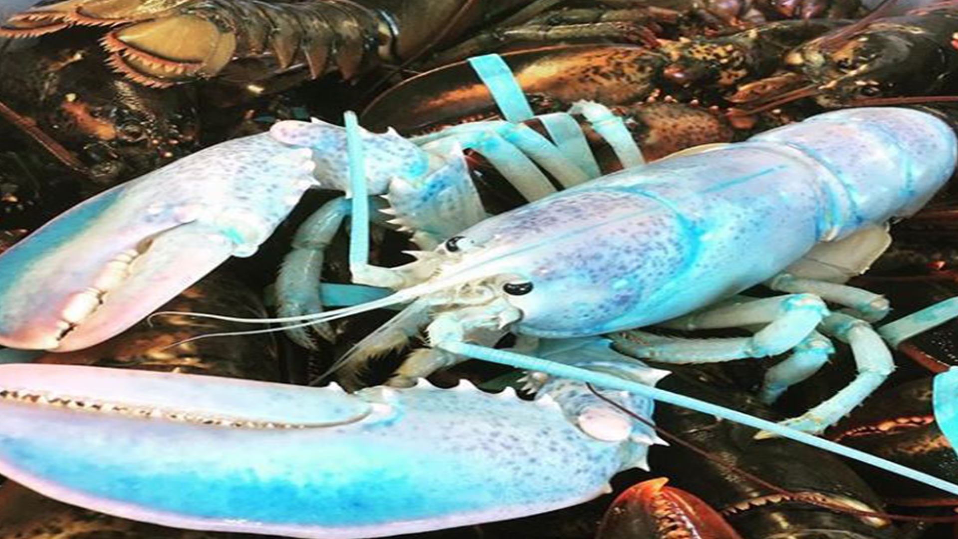 SEE Eyepopping rainbowcolored lobster escapes death, now on display