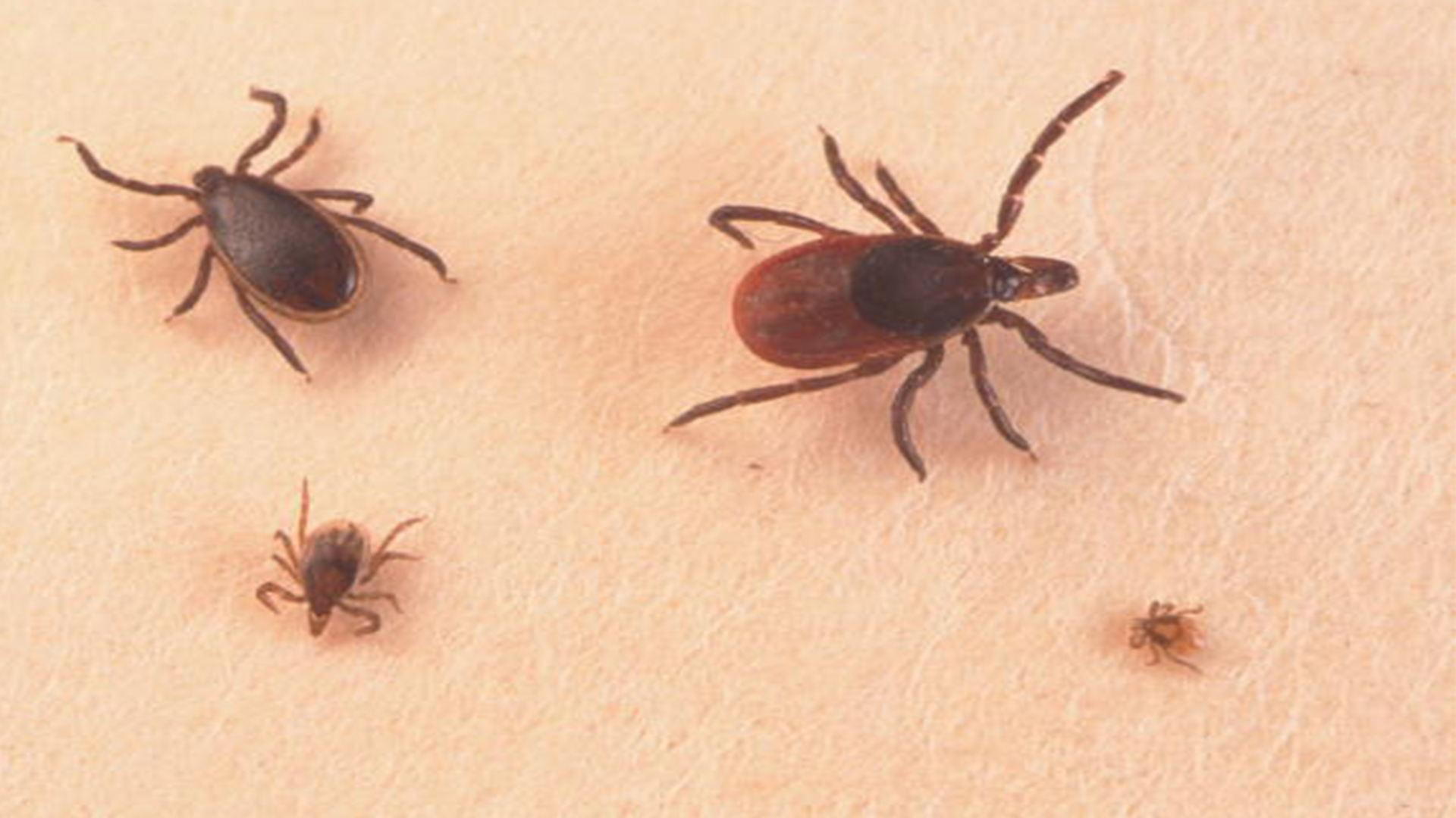 ‘Very aggressive tick,' whose bite causes red meat allergies not a hoax