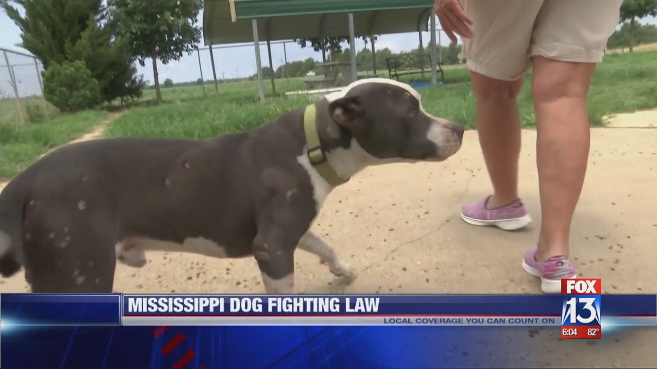 Where Is Dog Fighting Legal