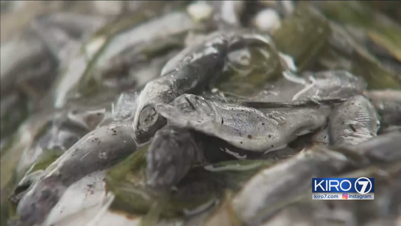 Warm water kills fish WDFW just released into Lake Stevens KIRO 7