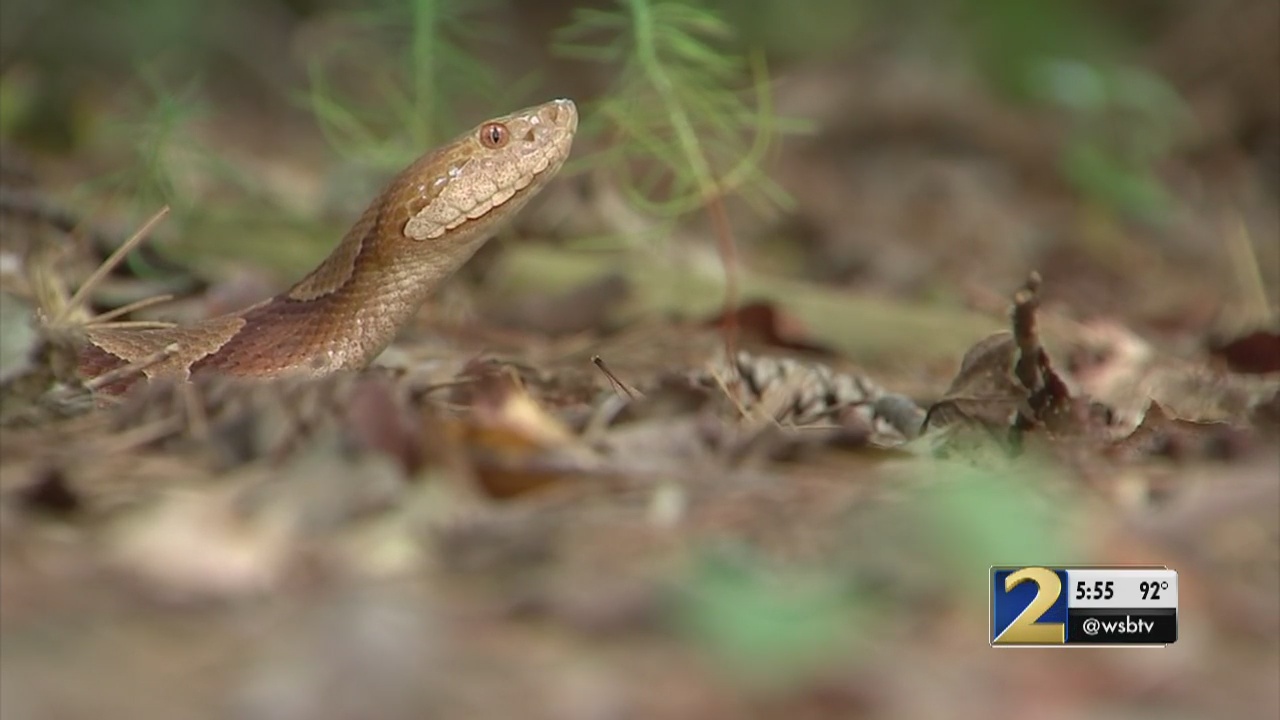 Gwinnett County residents say more and more copperheads appearing