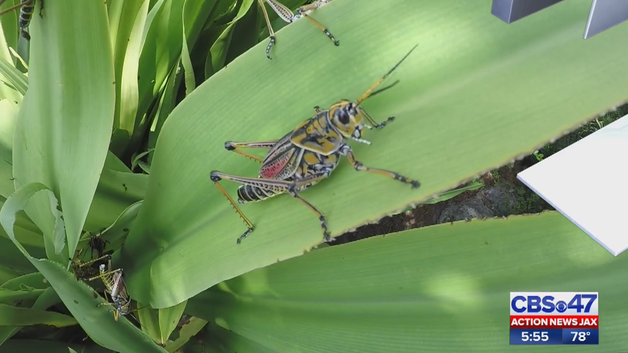 Lubber grasshoppers wreaking havoc in local yards