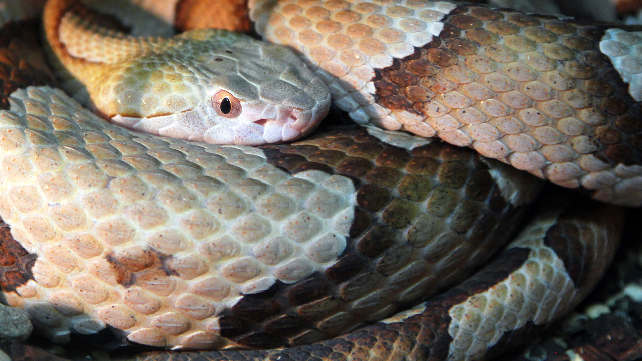 Copperhead snake bites Alabama girl swimming in pool WSOC TV