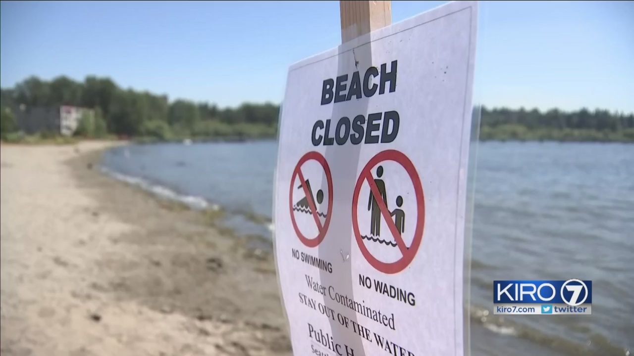 Beach closed over sewage pollution in Lake Washington KIRO 7 News Seattle