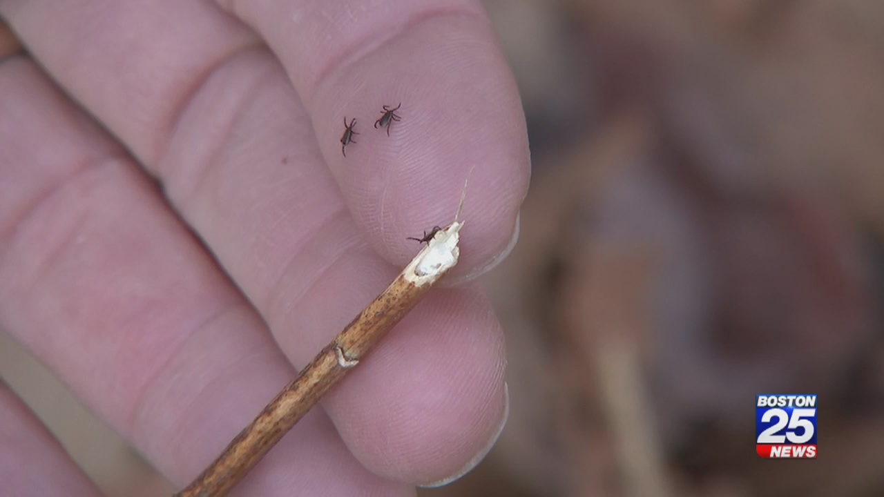 Vermont resident dies from rare complication of Lyme disease