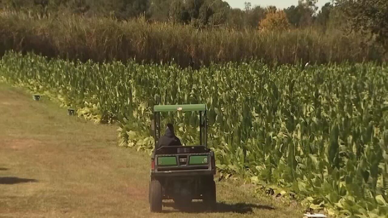 tobacco farms in florida Lake County Cigar Farmer Fears Frost Could Destroy Entire Crop visit-florida-sun-grown-tobacco-farm - Florida Sun Grown