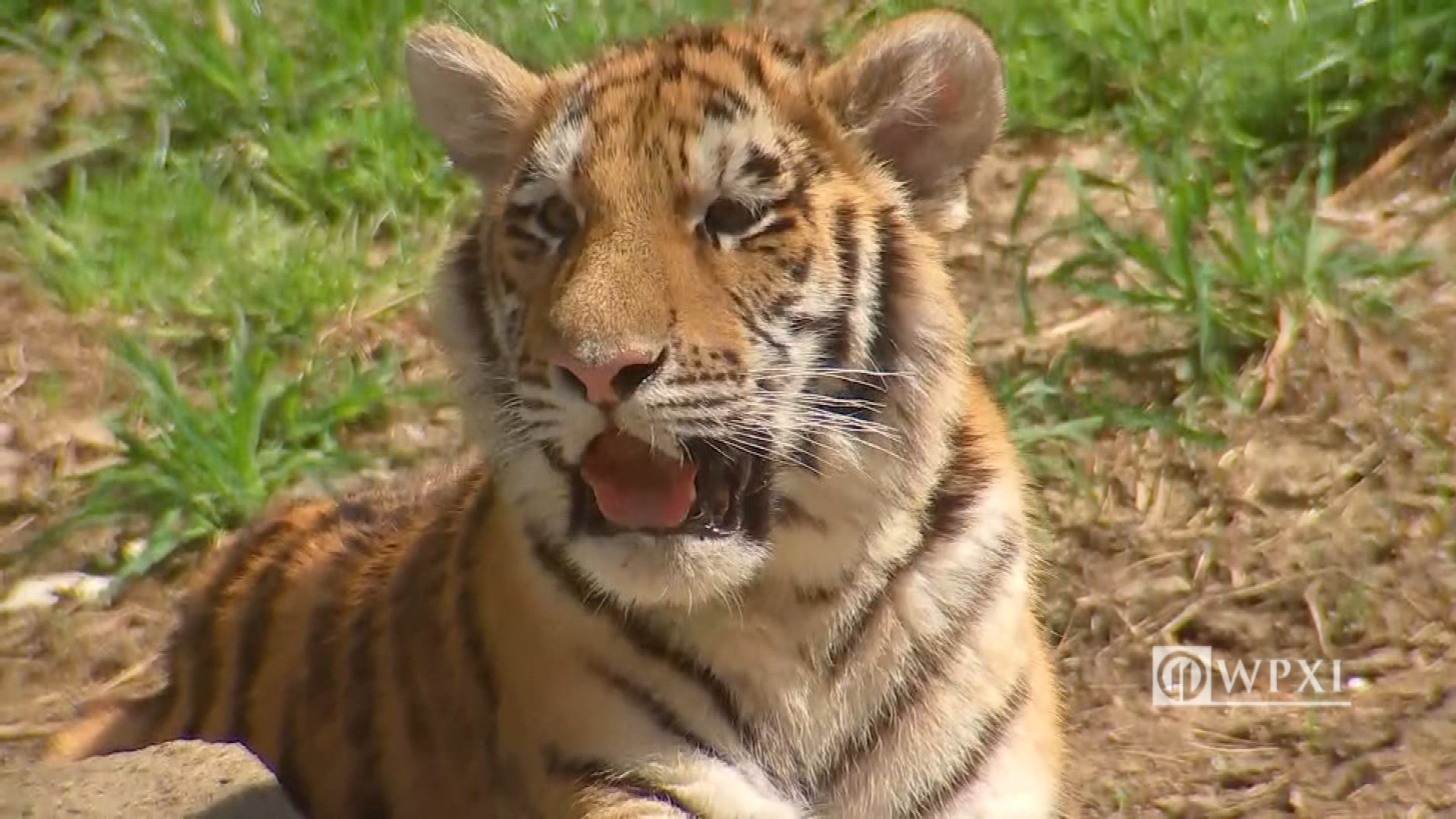 Pittsburgh zoo's tiger cubs enjoying life in tiger yard – WPXI