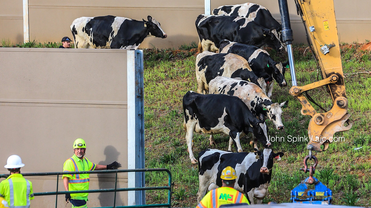 Truck carrying cows tips over, snarls traffic