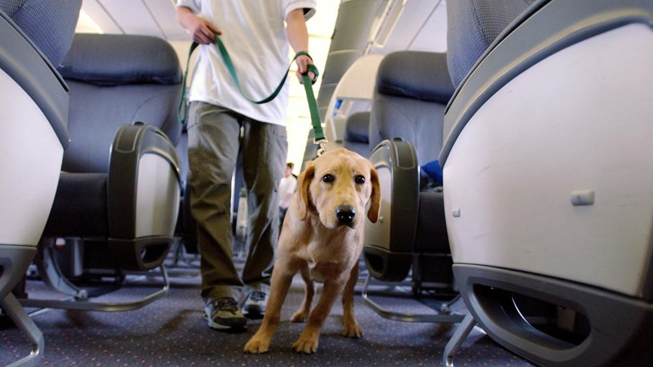 Jetblue flying with store emotional support animal