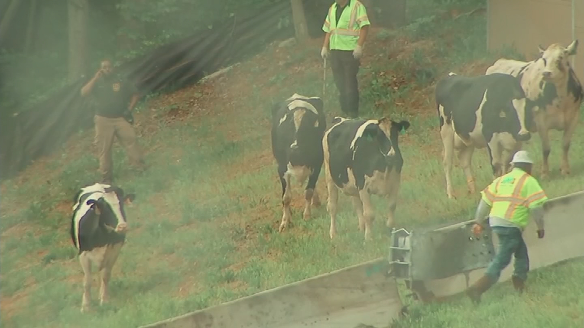 Truck carrying cows tips over, snarls traffic WPXI
