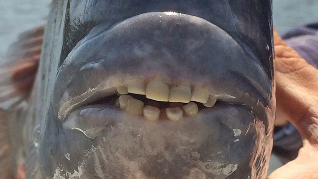 See Fish With Weird Human Like Teeth Reeled In Off South Carolina