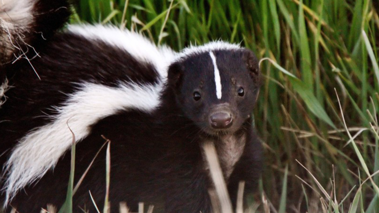 Officials in New Mexico town battling skunk invasion
