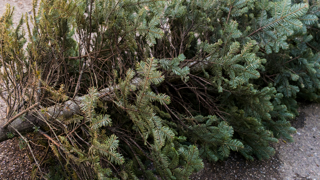 Woman gets full refund after returning dead Christmas tree to Costco in