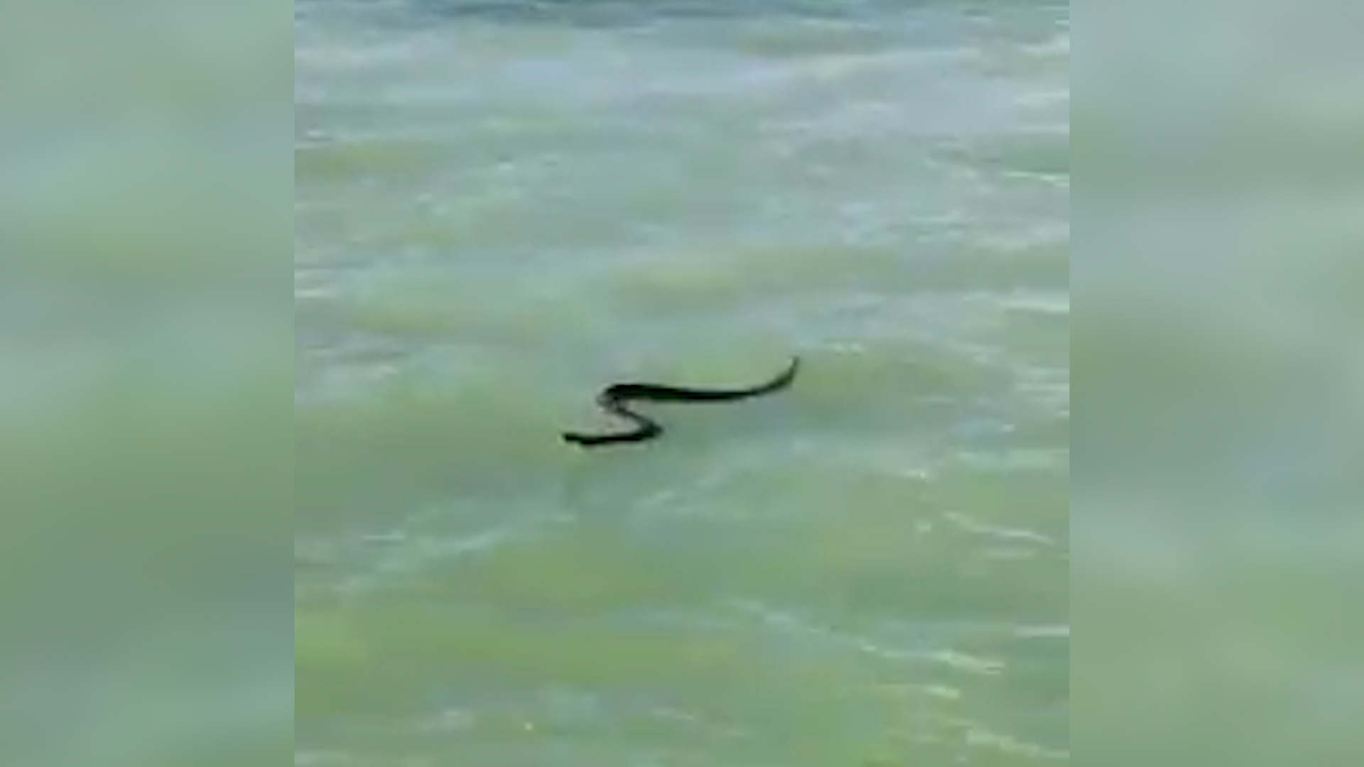 largest-venomous-snake-in-u-s-spotted-swimming-in-waters-off-florida