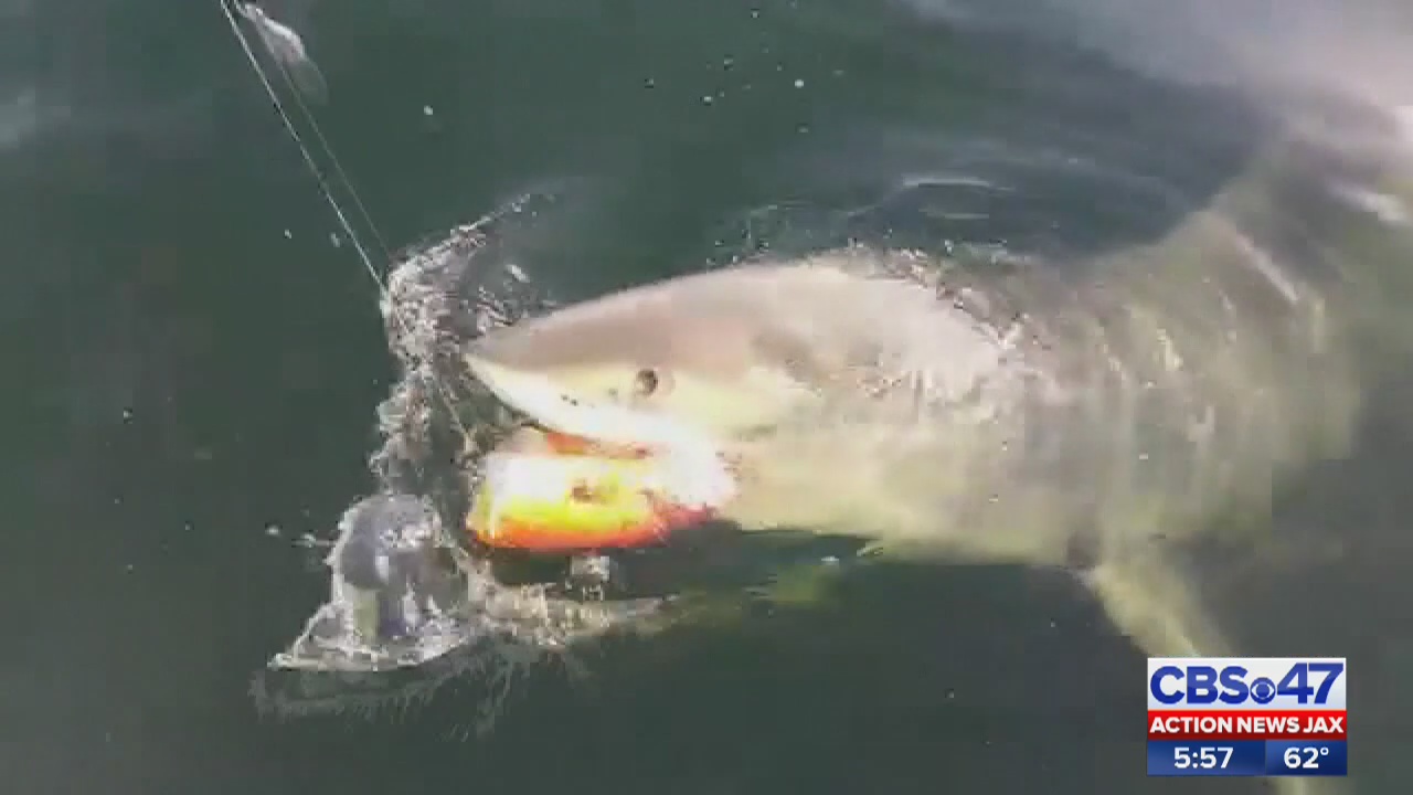 More sharks in Jacksonville beaches area could mean they're breeding