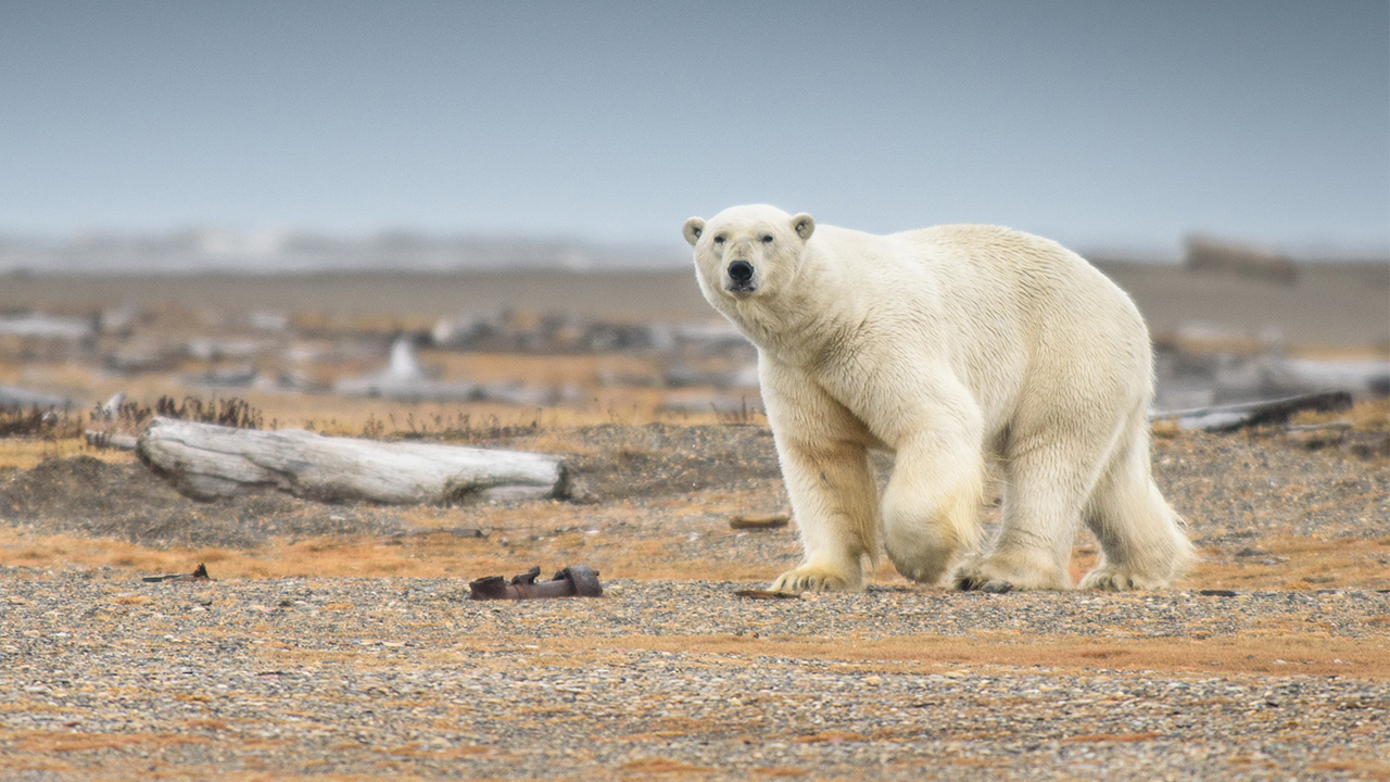 Haunting video of starving polar bear goes viral, breaks hearts KIRO 7 News Seattle