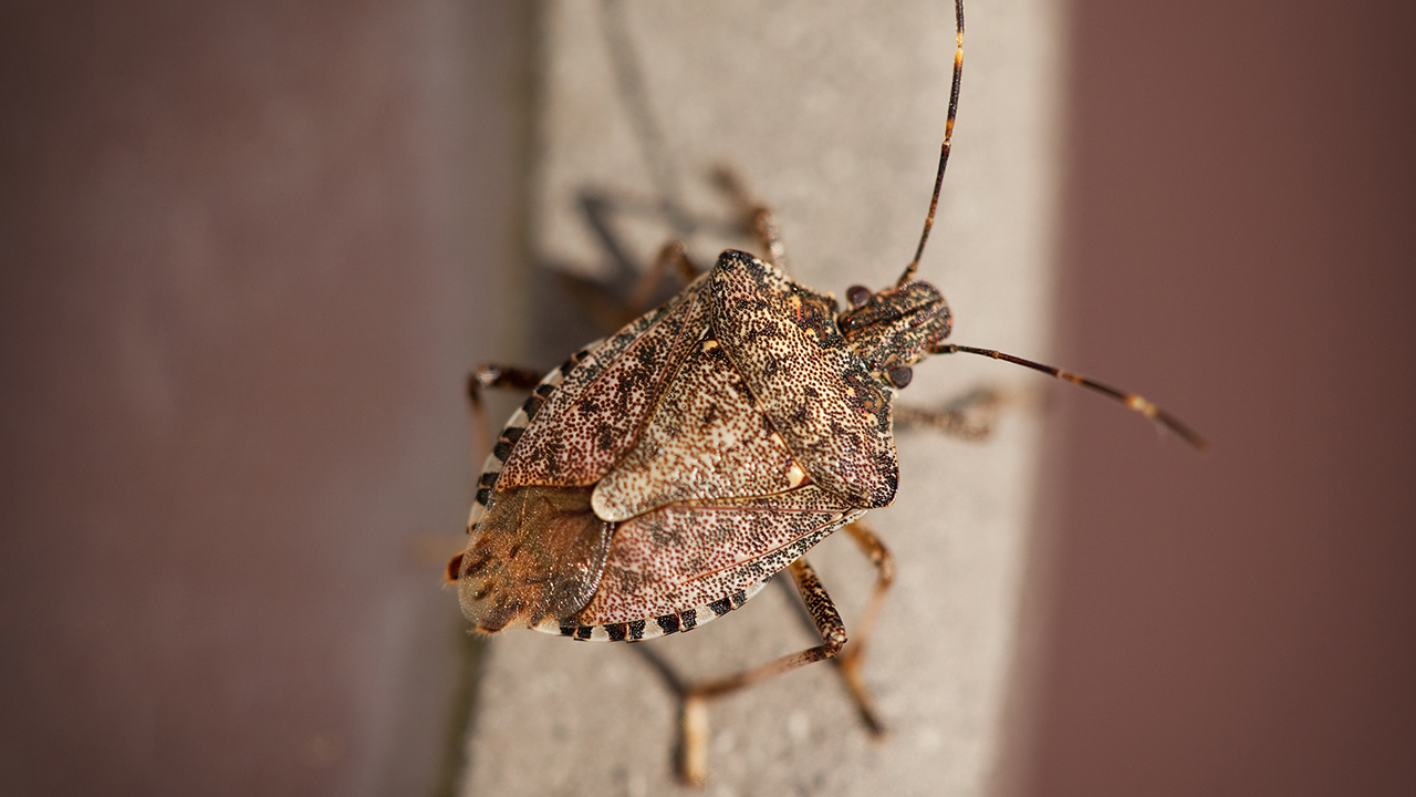 Stink bugs are back; here's how to keep the pests out of your home