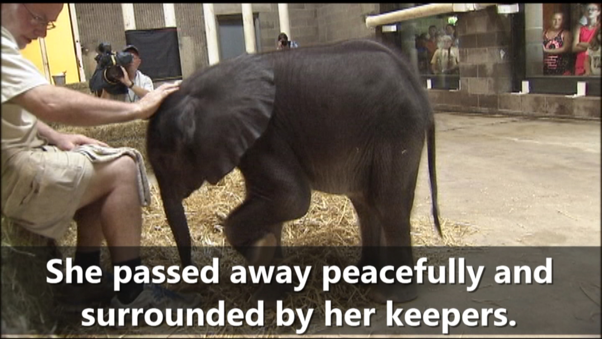 Pittsburgh Zoo's baby elephant dies
