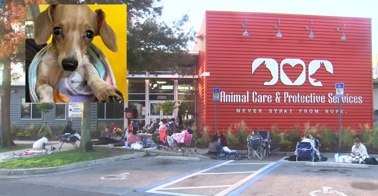 Dozens line up, some overnight, at Jacksonville dachshund puppy