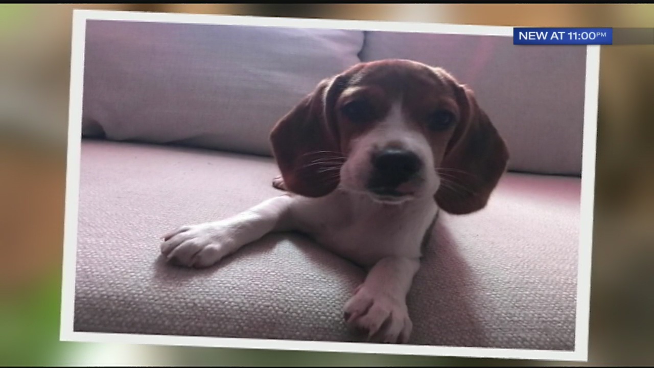 Can I Return A Puppy To Petland