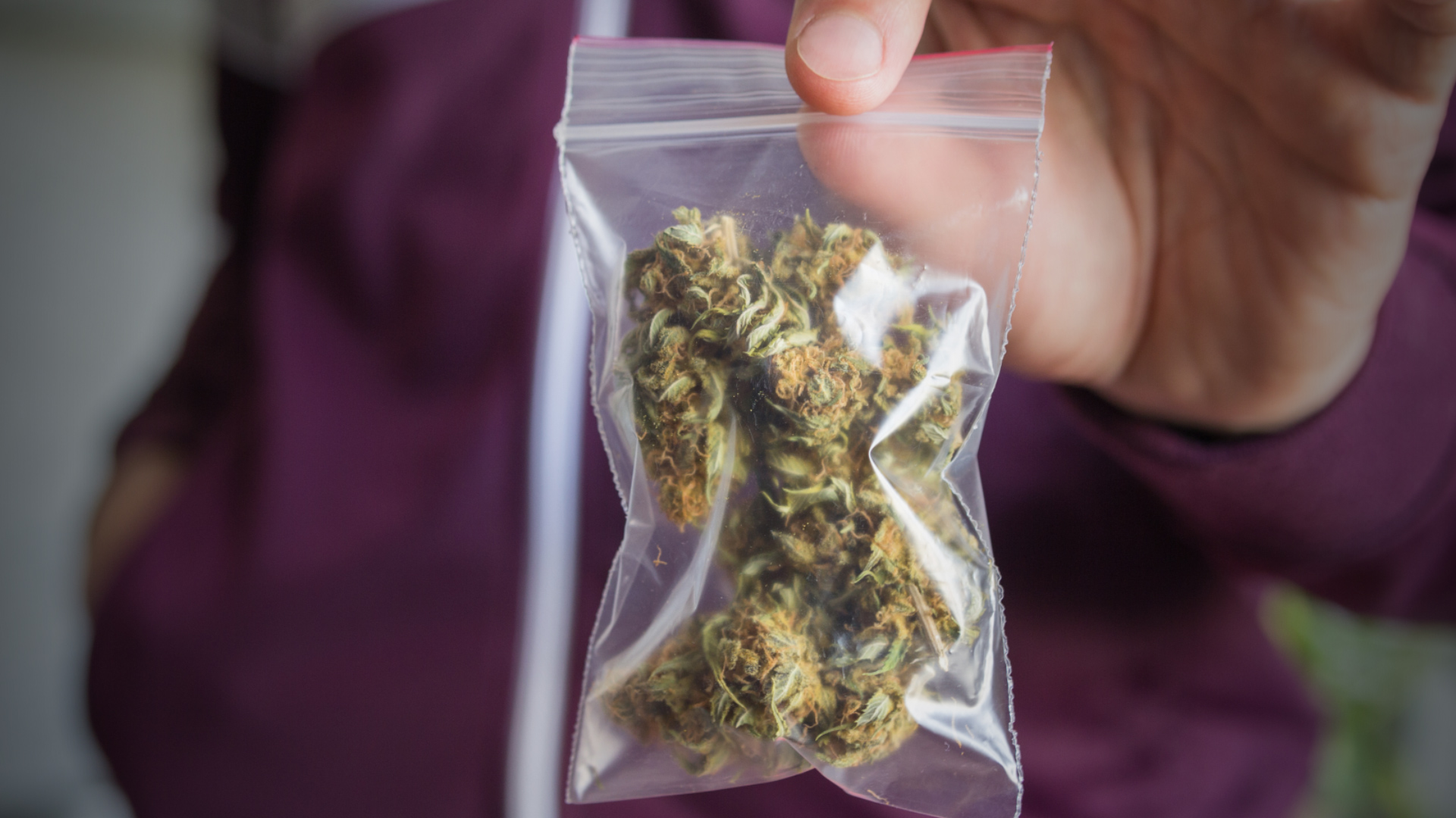 Dispensary offers free marijuana for full bags of trash WPXI