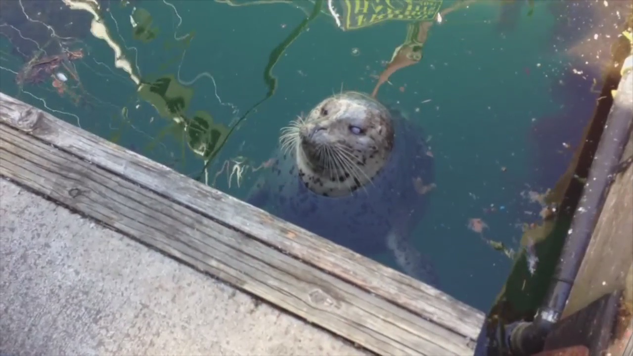 Seal bites man in Friday Harbor; experts, victim say seal expects to be